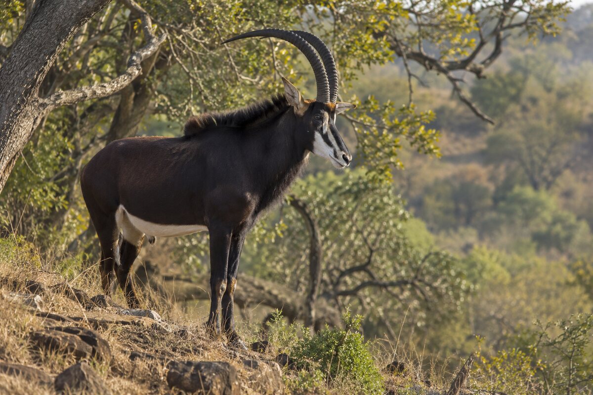 AI-generated illustration: Sable on the hillside