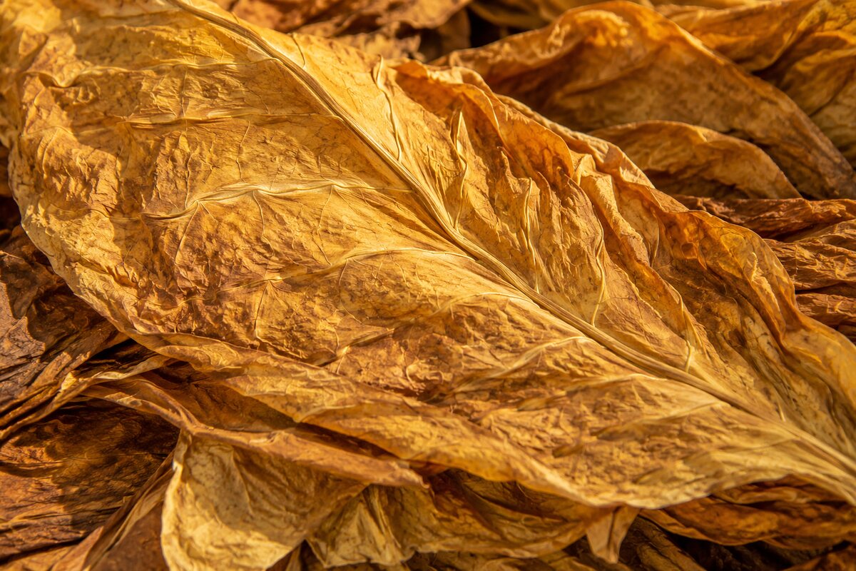 AI-generated illustration: Golden leaf texture